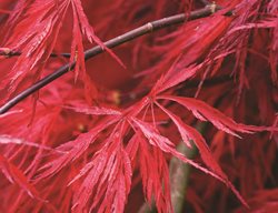 ‘crimson Queen’
Garden Design
Calimesa, CA