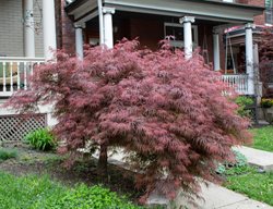 Crimson Queen Japanese Maple, Acer Palmatum
Shutterstock.com
New York, NY