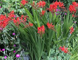 Crocosmia Flowers In Garden
Garden Design
Calimesa, CA
