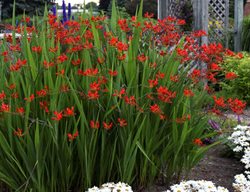 Crocosmia Lucifer In Garden, Lucifer Flower
Walters Gardens
