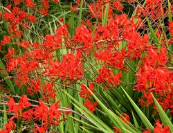 Crocosmia Lucifer, Red Crocosmia Flowers
Garden Design
Calimesa, CA