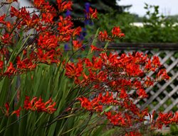 Crocosmia Lucifer, Summer-Blooming Bulb, Red Flower
Walters Gardens
