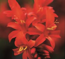 Crocosmia Masoniorum
Garden Design
Calimesa, CA