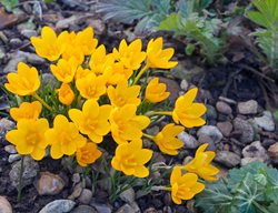 Crocus Ancyrensis, Golden Bunch, Yellow Crocus
Alamy Stock Photo
Brooklyn, NY