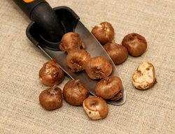 Crocus Bulbs, Planting Crocus
Shutterstock.com
New York, NY