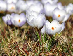 Crocus Chrysanthus, Blue Pearl Crocus, Light Blue Flower
Alamy Stock Photo
Brooklyn, NY