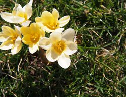 Crocus Chrysanthus, Cream Beauty, Spring Flower
Shutterstock.com
New York, NY