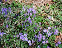Crocus Flowers
Garden Design
Calimesa, CA