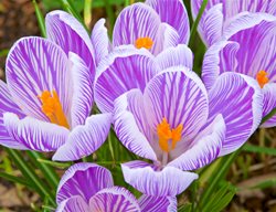 Crocus Flowers, Spring-Blooming Crocus
Garden Design
Calimesa, CA