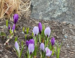 Crocus In Spring
Garden Design
Calimesa, CA
