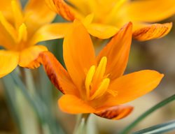 Crocus Orange Monarch, Orange Flower
Alamy Stock Photo
Brooklyn, NY