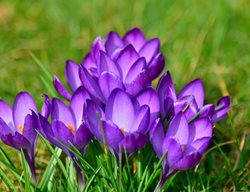 Crocus, Purple Flower
Pixabay
