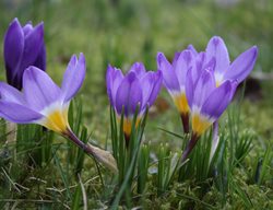 Crocus Sieberii, Tricolor Crocus, Purple And Yellow Flower
Shutterstock.com
New York, NY