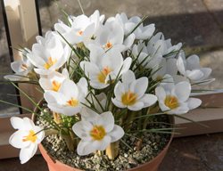 Crocus 'snow Bunting', Indoor Bulb
Shutterstock.com
New York, NY