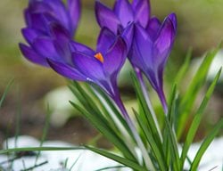 Crocus, Snow, Purple Flower
Garden Design
Calimesa, CA