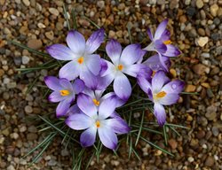 Crocus Tommasinianus, Pictus, Purple And White Crocus
Alamy Stock Photo
Brooklyn, NY