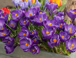Crocus Vernus, Flower Record Crocus, Spring Flowers
Alamy Stock Photo
Brooklyn, NY