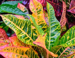 Croton, Codiaeum Variegatum, Variegated Leaves
Shutterstock.com
New York, NY