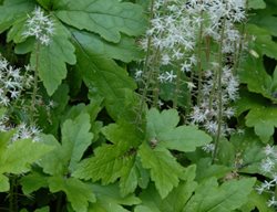 Crow Feather Foamflower, Tiarella Hybrid
Millette Photomedia
