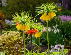 Crown Imperial Fritillaria Flowers
Shutterstock.com
New York, NY