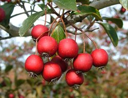 Crusader Hawthorn Fruit, Cruzam Hawthorn, Crataegus Crus-Galli
Spring Meadow Nursery
Grand Haven, MI