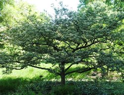 Crusader Hawthorn Tree, Crataegus Crus-Galli
Missouri Botanical Garden
St. Louis, MO