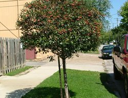 Crusader Hawthorn Tree, Hawthorn Tree, Tree With Red Berries
Proven Winners
Sycamore, IL