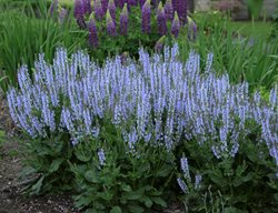 Crystal Blue Salvia, Salvia Nemorosa
Proven Winners
Sycamore, IL