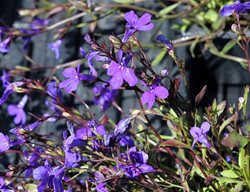 Crystal Palace Lobelia
Shutterstock.com
New York, NY