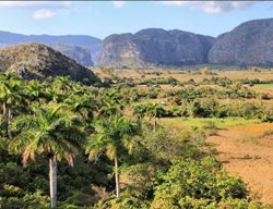 Cuban Gardens
Garden Design
Calimesa, CA