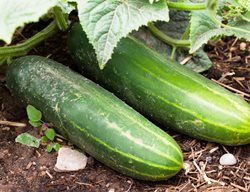 Cucumbers, Vegetable
Shutterstock.com
New York, NY