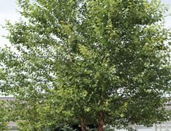 Cully, Heritage River Birch
Millette Photomedia
