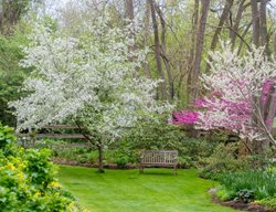 Culp Garden, Flowering Trees
Garden Design
Calimesa, CA