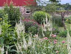 Culver Root, Swamp Milkweed
Garden Design
Calimesa, CA