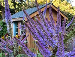 Culver's Root Plant
Garden Design
Calimesa, CA