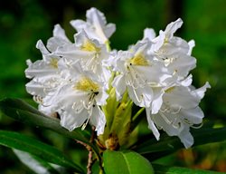 Cunningham’s White Rhododendron, Evergreen Rhododendron
Shutterstock.com
New York, NY