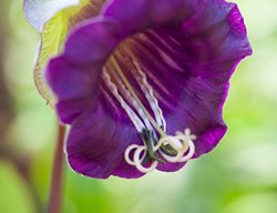 Cup-And-Saucer Vine, Cobaea Scandens, Purple Flower
Garden Design
Calimesa, CA