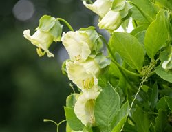Cup And Saucer Vine, Cobaea Scandens
Shutterstock.com
New York, NY