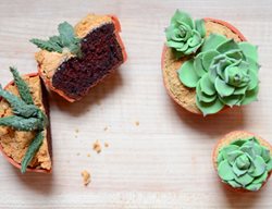 Cupcake
Garden Design
Calimesa, CA