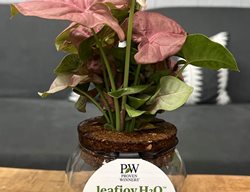 Cupids Quiver Arrowhead Vine, Syngonium Podophyllum
Proven Winners
Sycamore, IL