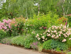 Curbside Planting With Roses
Garden Design
Calimesa, CA