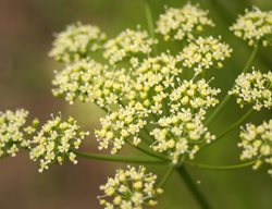 Curly Parsley Flowers, Parsley Flowers
Shutterstock.com
New York, NY