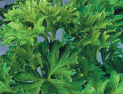 Curly Parsley, Petroselinum Crispum
Proven Winners
Sycamore, IL