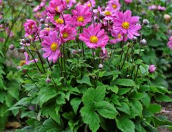 Curtain Call Deep Rose Anemone, Anemone Hybrid
Proven Winners
Sycamore, IL