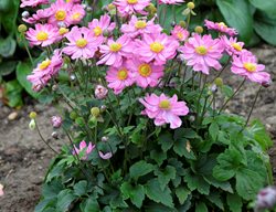 Curtain Call Pink Anemone, Pink Flower, Perennial
Proven Winners
Sycamore, IL