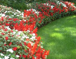 Curved Plant Bed, Red Salvia, White Impatiens
Johnsen Landscapes & Pools
Mount Kisco, NY