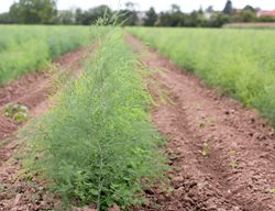 Cut Back And Cover Asparagus & Rhubarb With Compost
Garden Design
Calimesa, CA
