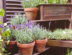 Cut Back And Divide Perennials
Garden Design
Calimesa, CA