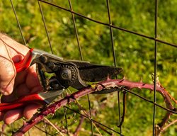Cut Back Blackberries
Garden Design
Calimesa, CA