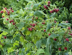 Cut Back Blackberry And Raspberry Canes
Garden Design
Calimesa, CA